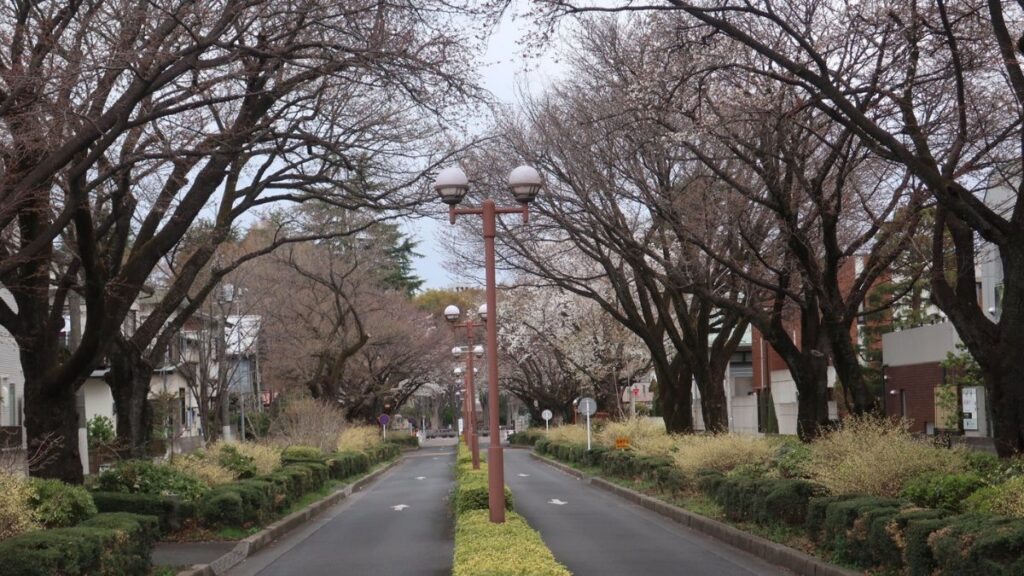 東京学芸大学の桜並木道
